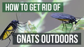 How to Get Rid of Gnats Outdoors 4 Easy Steps [upl. by Severen]