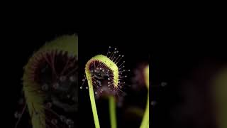 💚 12 HORAS DE TIMELAPSE DROSERA PLANTA CARNIVORA COMIENDO 💚 [upl. by Nohsav]