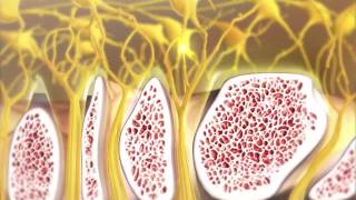 Olfaction and How Smelling Works  Visible Body [upl. by Ahcila]