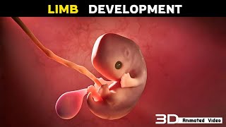 Apoptosis In Fetal Limb Development  3D Animation [upl. by Elgna117]