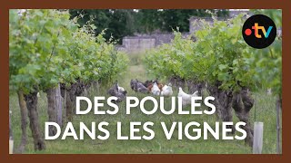 Des poules qui nettoient les vignes [upl. by Noitsuj]