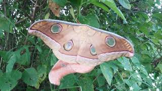 Antheraea sp  Tussar Silk Moth [upl. by Braswell]