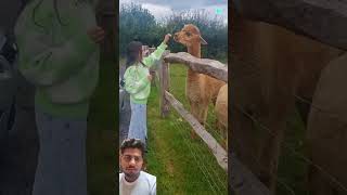 Alpaca alpaca am amazingfacts factsinhindi knowledgable intrestinginformation [upl. by Euqinay707]