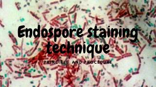 Endospore Staining SchaefferFultons and Dorners method [upl. by Root]