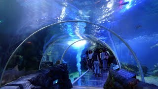 National SEA LIFE Centre Birmingham  FULL TOUR [upl. by Liane]