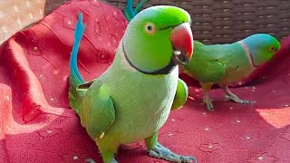 Funny Green Parrots Having Fun And Speaking In Urdu Hindi On Chair [upl. by Topliffe712]