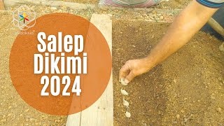 Salep dikimi 2024 sezonu [upl. by Ecienaj179]