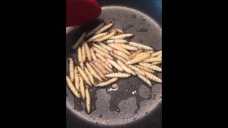 Cooking and eating waxworms [upl. by Phi]