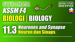 KSSM Biologi Tingkatan 4  123 Neuron dan Sinaps  KSSM Biology Form 4  123 Neurones and Synapse [upl. by Libbi]