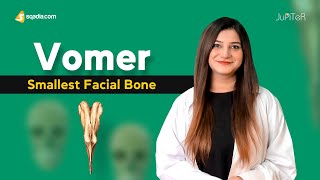 Vomer  Smallest Facial Bone  Human Anatomy Lecture  Medical Student  VLearning™ [upl. by Armallas71]