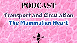 Transport and Circulation The Mammalian Heart [upl. by Buseck70]