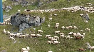 Sheep in GressoneyLaTrinité Monterosa Italy [upl. by Ardnikal]