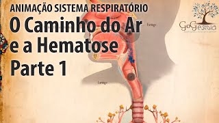 Sistema Respiratório  O caminho do ar  Hematose e Pressão Parcial  Parte 1 [upl. by Ciaphus]