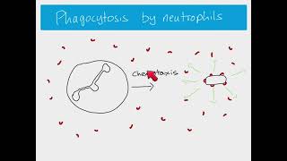 AS Biology  Phagocytosis [upl. by Clementis]