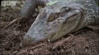 Attenborough  Baby Caymans hatching  BBC wildlife [upl. by Christiano750]