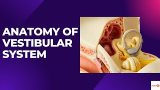 ANATOMY OF VESTIBULAR SYSTEMWHAT ARE SEMICIRCULAR CANALSVESTIBULAR DISORDERS [upl. by Aicinet]