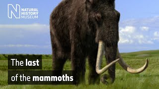 The last of the mammoths  Natural History Museum [upl. by Ragse]