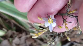 BarbadeSerpenteDianella ensifolia L DC Leitura na Descriçãoplantas [upl. by Narrad692]