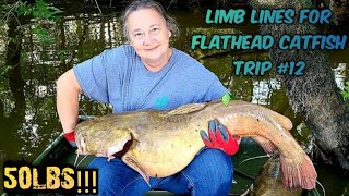 Limb Lines for Flathead Catfish on the Altamaha River Trip 12 50lb Fish Down [upl. by Fablan213]