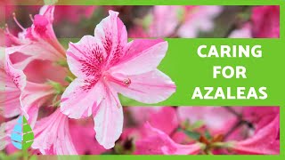 How to CARE for AZALEAS 🌸 Planting Reproduction Watering and More [upl. by Pettiford]