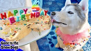 How to Make a Dog Birthday Cake  Birthday Cake For Dogs  DIY Dog Treats Recipe 98 [upl. by Olrac231]