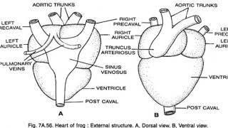 STRUCTURE OF HEART OF FROG  BY PHANINDRA GUPTA [upl. by Ruff]