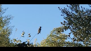 Belted Kingfisher [upl. by Vardon]