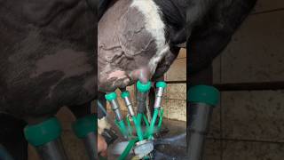 How Cow Milk Is Extracted In America [upl. by Jefferey723]