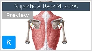 Superficial back muscles preview  Human Anatomy  Kenhub [upl. by Ahsenik]