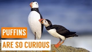 Cute Baby Puffins Compilation [upl. by Dene]