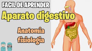 SISTEMA DIGESTIVO Resumen ✅ Estructuras y Funciones MEJOR EXPLICADO [upl. by Olathe]