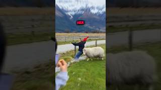 DONT GET TOO CLOSE TO THIS SHEEP😰🐑 shortsvideo [upl. by Stafani]