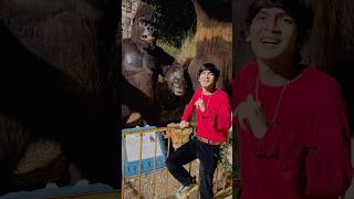 Gorilla Ne gussa kiya 🦍 shorts trending youtubeshorts viralvideo [upl. by Darian]