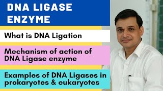 DNA ligase enzyme and its mechanism of action  Examples of DNA ligases in prokaryotes amp eukaryotes [upl. by Rochelle]