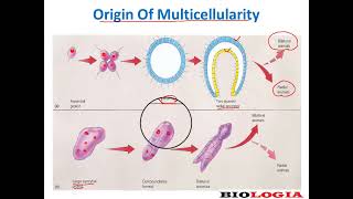 Colonial and syncytial hypothesis  origin of multicellularity [upl. by Anaul371]