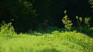 Caprioli Mamma e cucciolo roe deer [upl. by Hyde404]