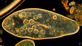 Amazing Microscopic HD Video Paramecium Feeding [upl. by Riti840]