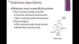 040Substrate Specficity [upl. by Walsh359]