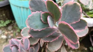 variegated kalanchoe so easy to care •gardening [upl. by Rolyks]