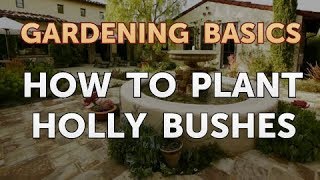 How to Plant Holly Bushes [upl. by Liatris613]