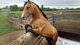 Watch these Funny and Cute Horse Videos 😂 Best Funny Animals Videos Of 2024 [upl. by Anitnauq139]