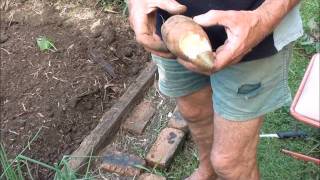 Planting amp Harvesting Sweet Potatoes [upl. by Inga948]