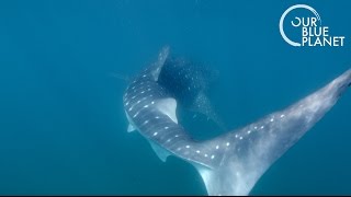 Tagging the Largest Shark on Earth  Our Blue Planet  Earth Unplugged [upl. by Brandi]