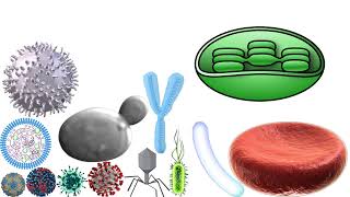 Microorganisms Size Comparison without music [upl. by Pazia]