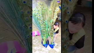 Pretty Peacock bird peacock birds love song bollywood hindisong [upl. by Prager420]