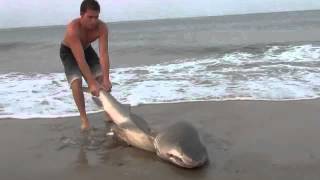 Shark caught in Delaware [upl. by Ellswerth]