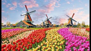 The Worlds Biggest Flower Garden in Amsterdam  Keukenhof Gardens [upl. by Ysteb]