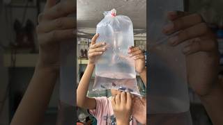 Mene Kafi sari petfish 🐡dekhi fishpetfishfishtankfishing aquarium petsvlogminivlog shorts [upl. by Ecaidnac51]