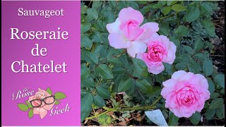 🌹 Roseraie de Chatelet rose  NIRP  Zone 7b Black Spot resistant [upl. by Seto]