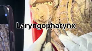 Pharynx dissection [upl. by Esinet]